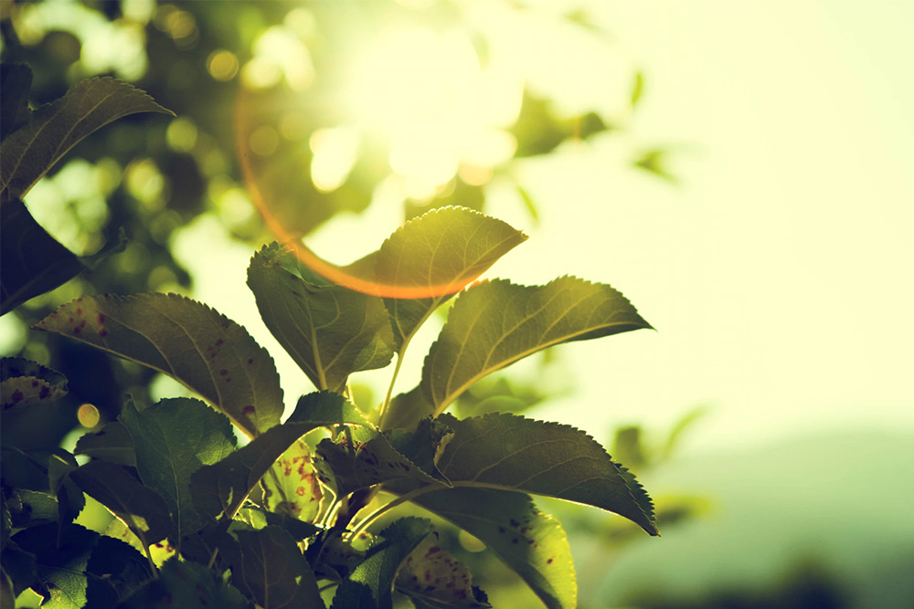 Novità green: tende e lampadari purificheranno l’aria che respiriamo